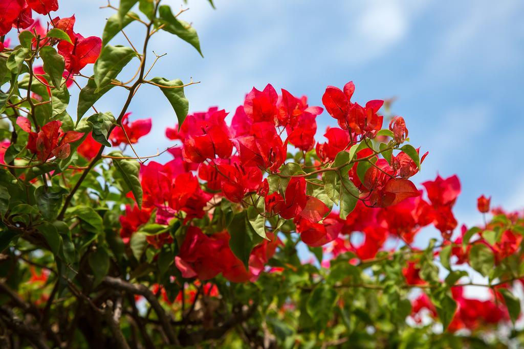 Suriya Arana Bed & Breakfast Negombo Dış mekan fotoğraf